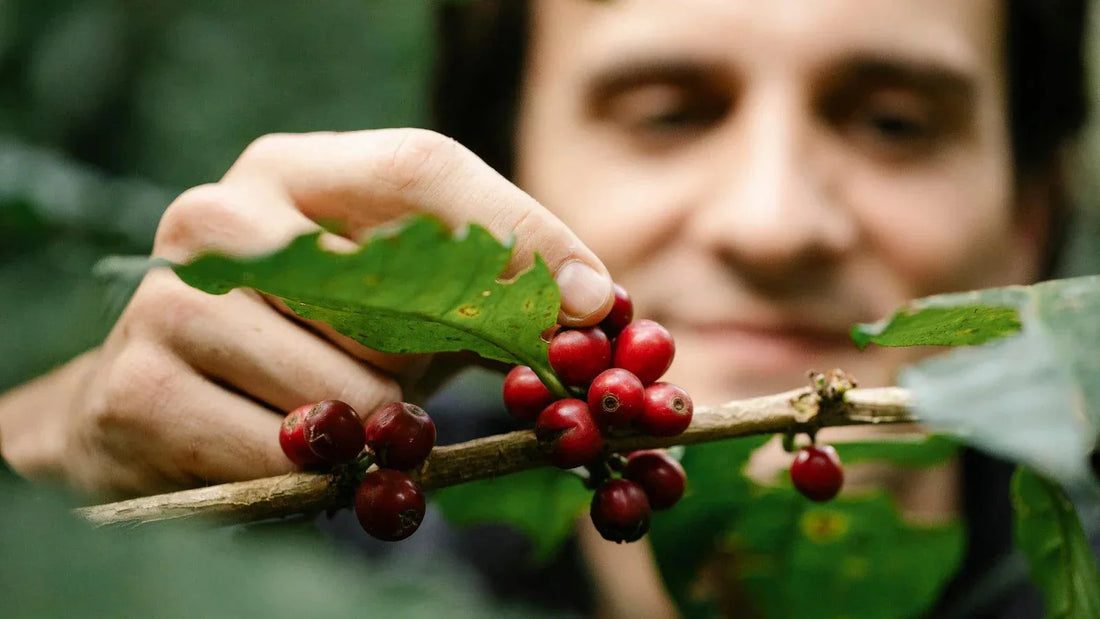 From Seed to Aroma: The Complete Journey of Coffee Beans - CHULUX