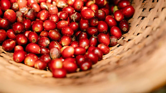 Washed vs Natural: Understanding Coffee Processing Methods