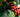 What Is a Coffee Cherry and What’s Inside It?