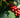 What Is a Coffee Cherry and What’s Inside It?