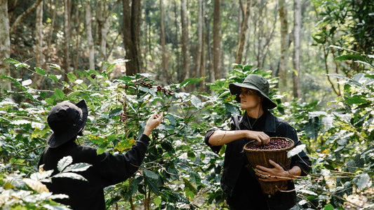 How Altitude Affects Coffee Flavor: A Beginner’s Guide
